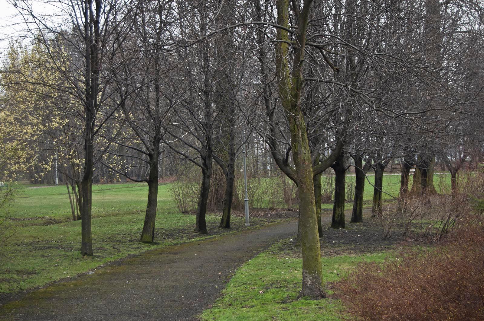 Park z alejkami i drzewami