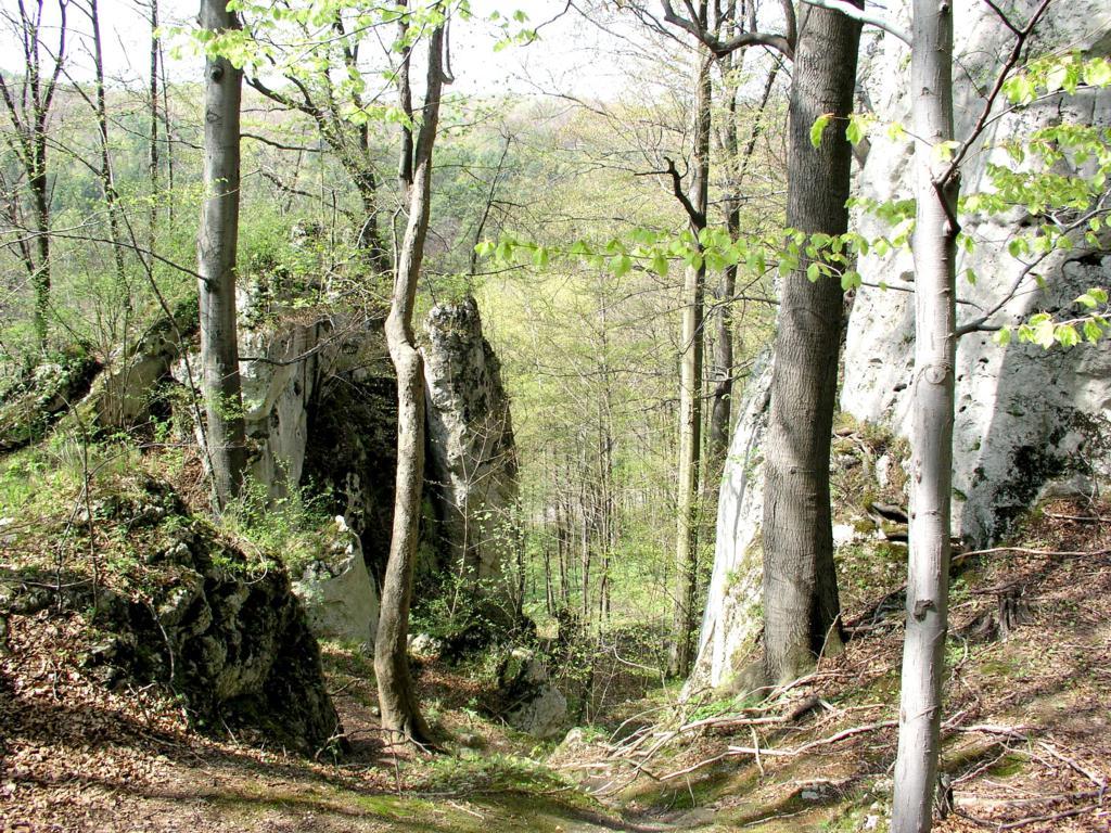 Skalno – wyżynne grodzisko otoczone drzewami
