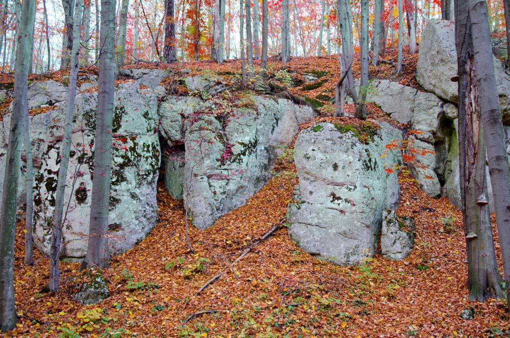 Formy skalne w lesie otoczone pożółkłymi liśćmi