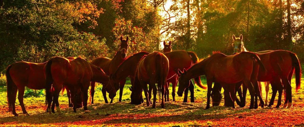 Stado koni na zielonej trawie