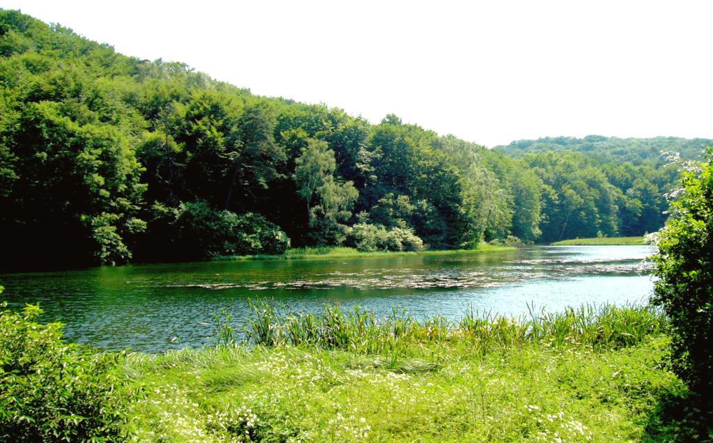 Staw otoczony zielonymi drzewami
