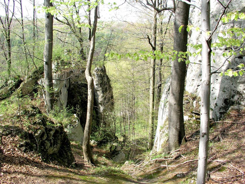 Las, ścieżka