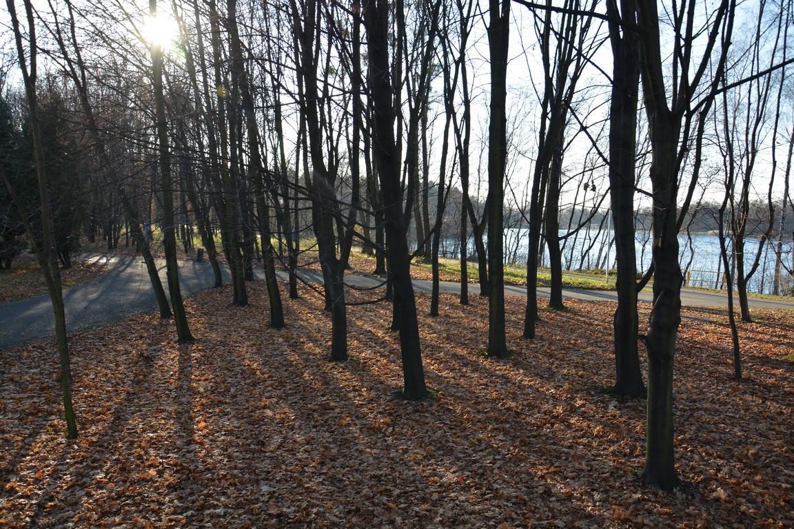 Park w Rogoźniku