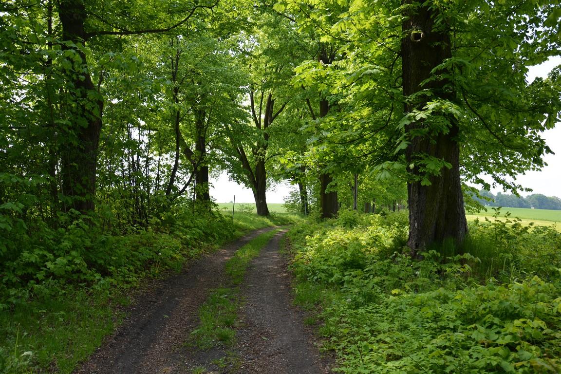 Ścieżka leśna