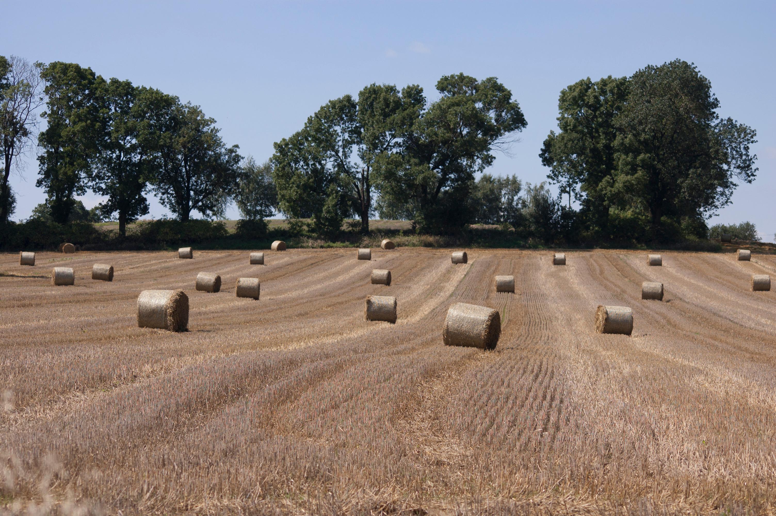 Pole ze snopkami zboża