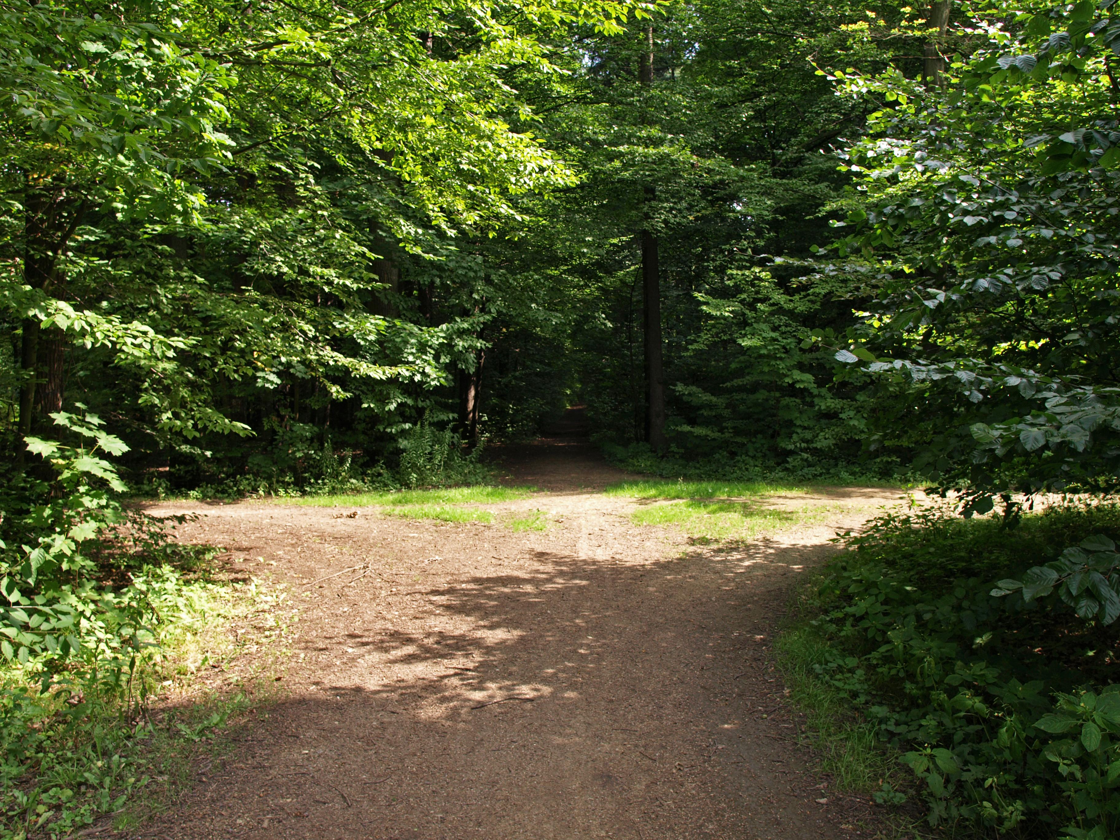 Ścieżka leśna
