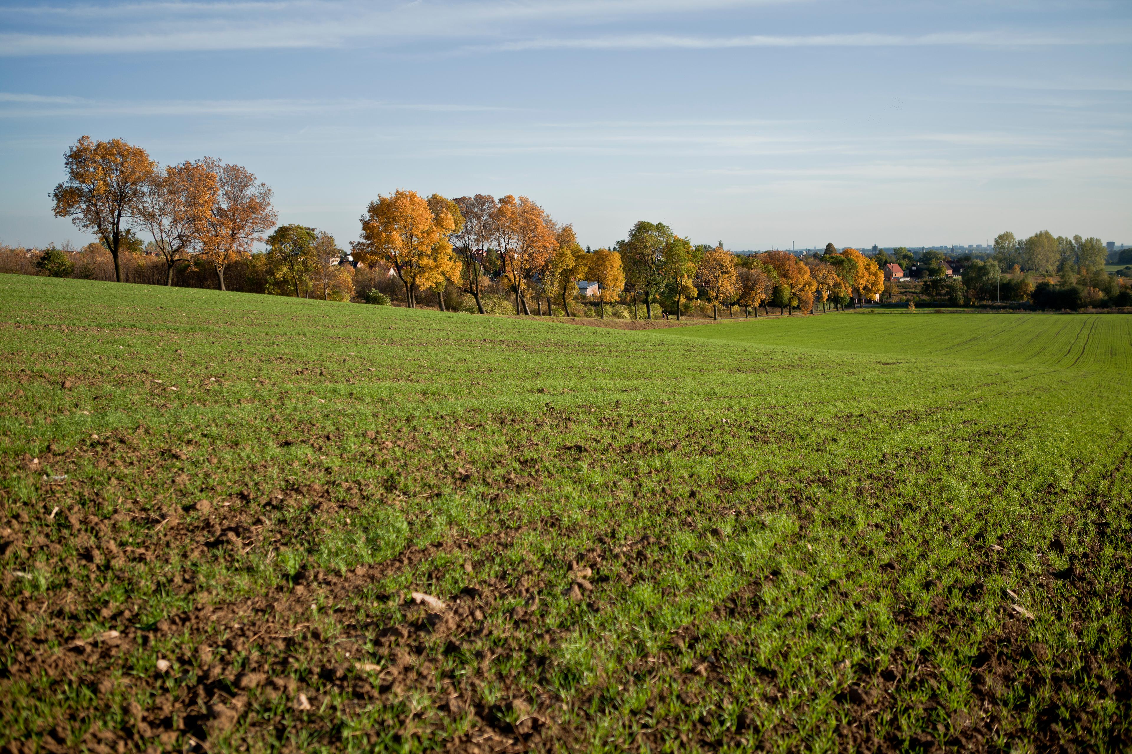 Zielona łąka